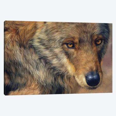 A Portrait Of A Wolf Canvas Print #STG285} by David Stribbling Canvas Artwork