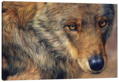 A Portrait Of A Wolf Canvas Art Print - David Stribbling
