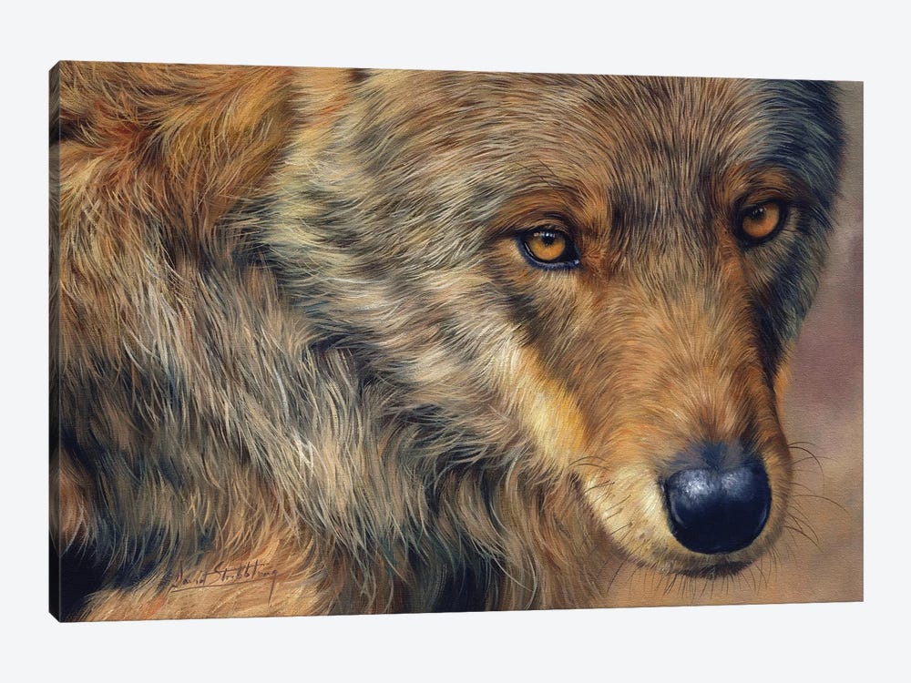 A Portrait Of A Wolf by David Stribbling 1-piece Art Print