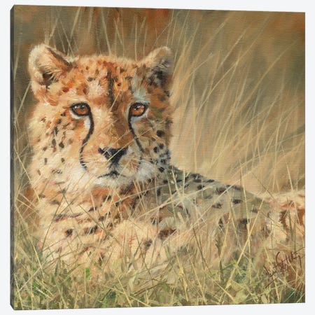 Cheetah Laying In Long Grass Canvas Print #STG28} by David Stribbling Canvas Art