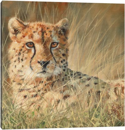 Cheetah Laying In Long Grass Canvas Art Print - David Stribbling