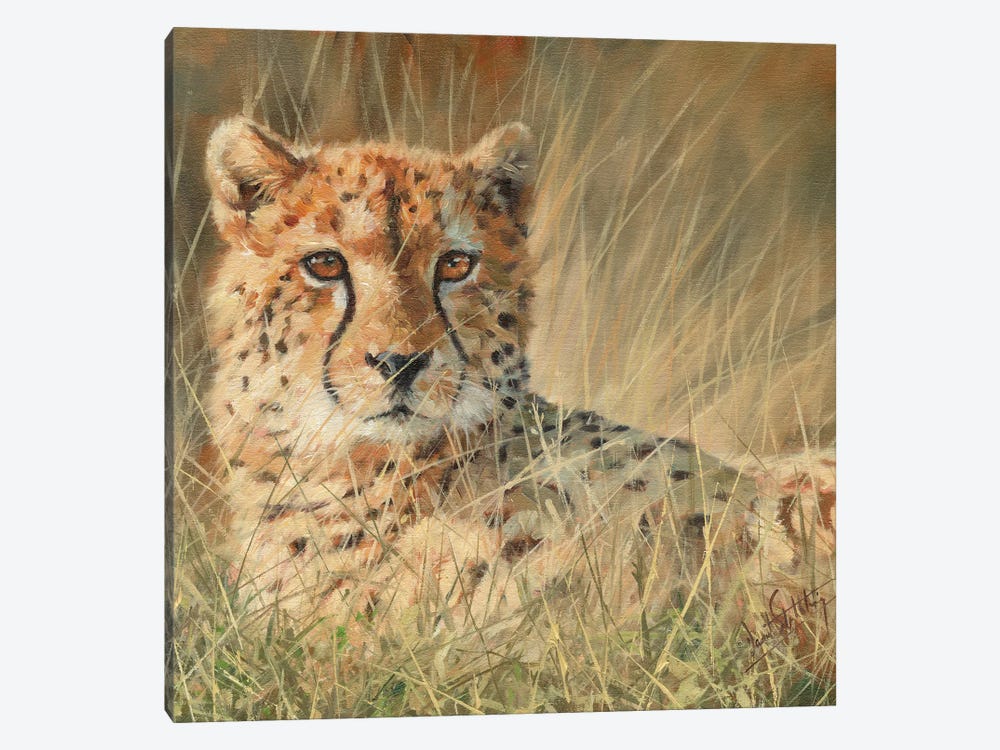 Cheetah Laying In Long Grass by David Stribbling 1-piece Art Print