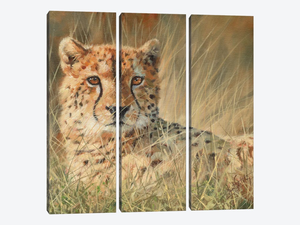 Cheetah Laying In Long Grass 3-piece Art Print