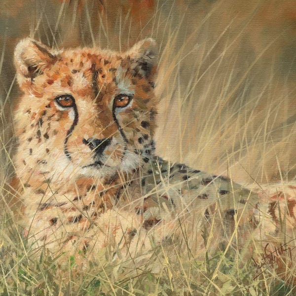 Cheetahs: Cheetah Laying In Long Grass by David Stribbling