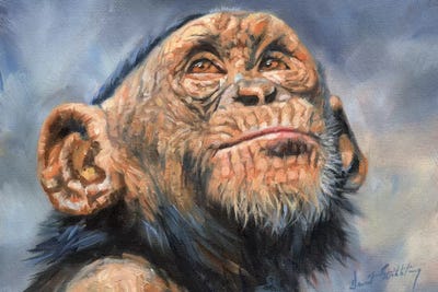 Chimp by David Stribbling art print