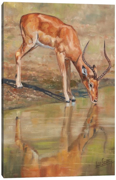 Impala Reflections Canvas Art Print - Antelope Art