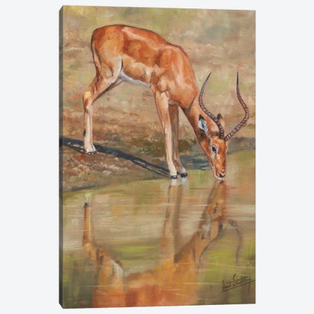 Impala Reflections Canvas Print #STG290} by David Stribbling Canvas Wall Art