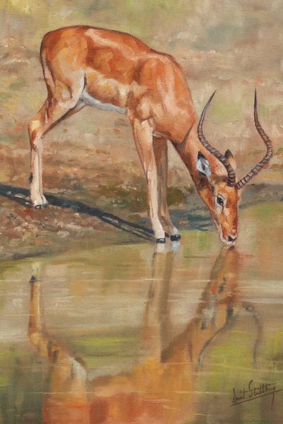Antelopes: Impala Reflections by David Stribbling