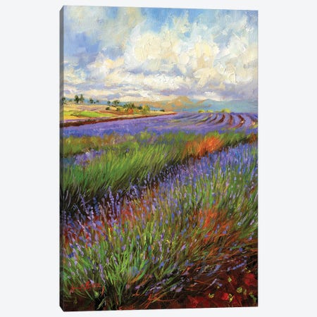 Lavender Field Canvas Print #STG291} by David Stribbling Canvas Wall Art