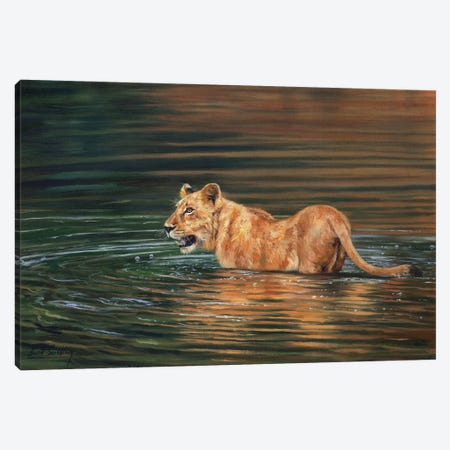 Lioness Cooling Off Canvas Print #STG292} by David Stribbling Canvas Wall Art