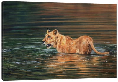 Lioness Cooling Off Canvas Art Print - David Stribbling