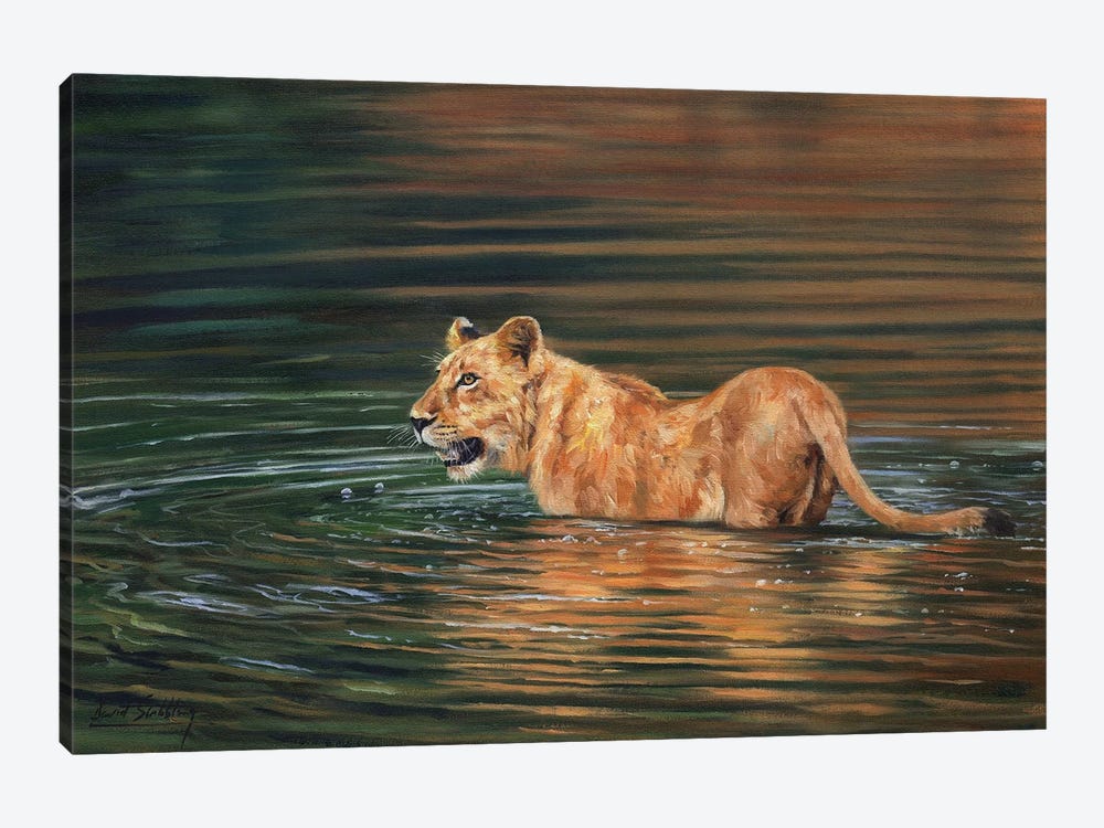 Lioness Cooling Off by David Stribbling 1-piece Canvas Print