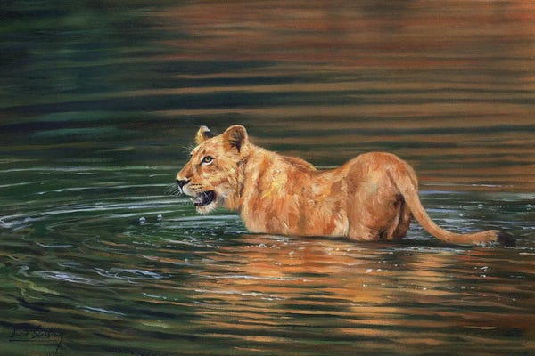 David Stribbling: Lioness Cooling Off by David Stribbling