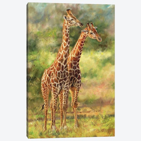 Pair Of Giraffes Canvas Print #STG293} by David Stribbling Canvas Wall Art