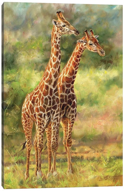 Pair Of Giraffes Canvas Art Print - David Stribbling