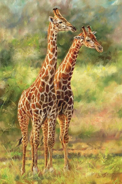 Giraffes: Pair Of Giraffes by David Stribbling