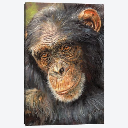 Wise Old Eyes Canvas Print #STG294} by David Stribbling Canvas Print