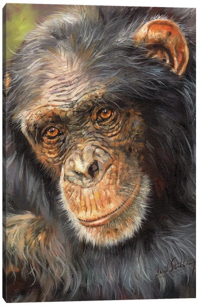 Wise Old Eyes Canvas Art Print - Chimpanzees