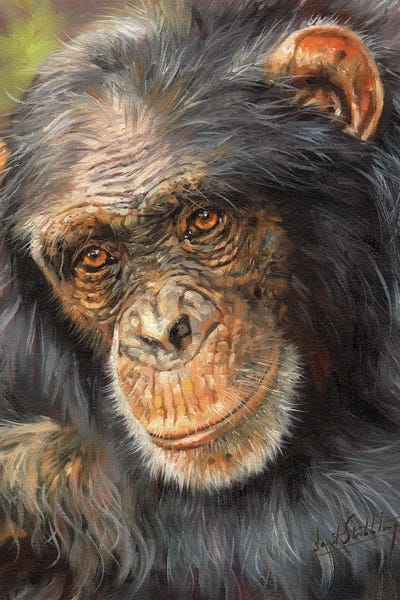 Chimpanzees: Wise Old Eyes by David Stribbling