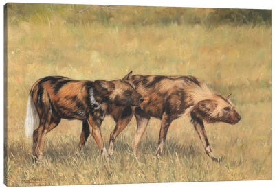 African Wild Dog Pair Canvas Art Print - David Stribbling