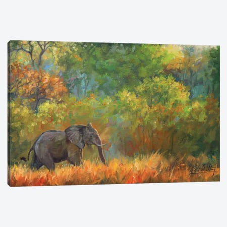 Elephant Impressions Canvas Print #STG296} by David Stribbling Canvas Art Print