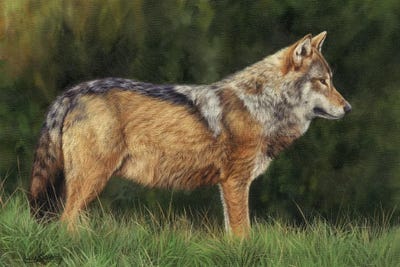 European Grey Wolf by David Stribbling art print