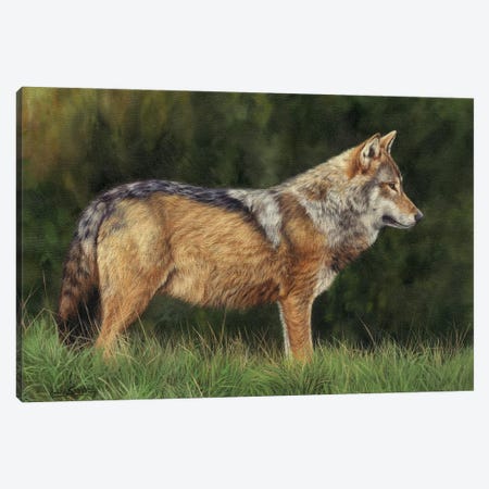 European Grey Wolf Canvas Print #STG297} by David Stribbling Canvas Print