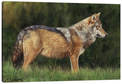 European Grey Wolf Canvas Art Print - David Stribbling