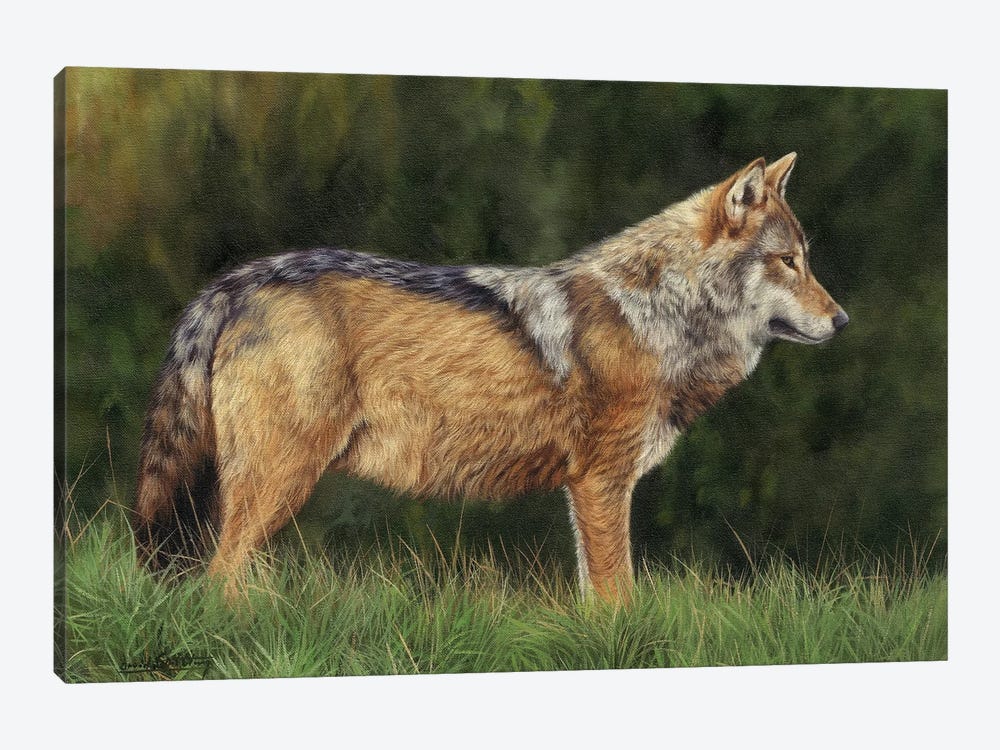 European Grey Wolf by David Stribbling 1-piece Canvas Artwork