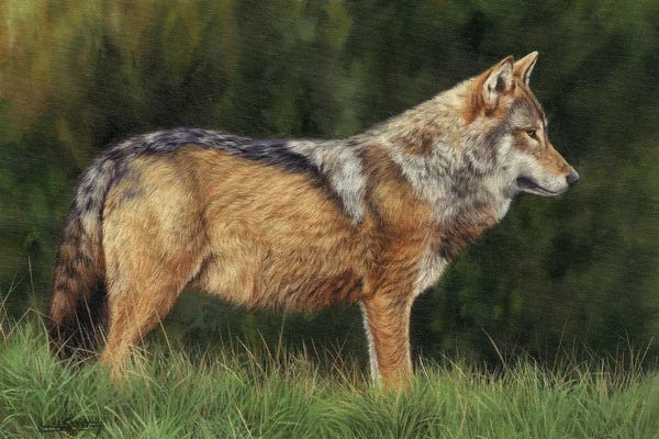 David Stribbling: European Grey Wolf by David Stribbling
