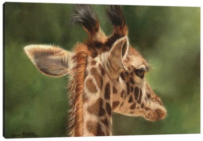 Young Giraffe Canvas Art Print - David Stribbling