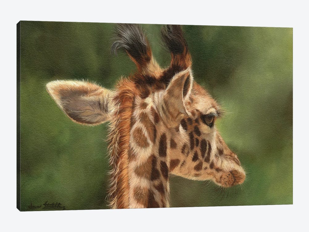 Young Giraffe by David Stribbling 1-piece Canvas Print