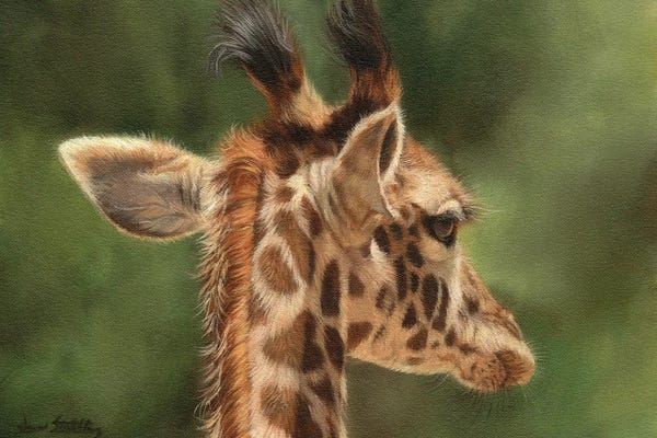 Giraffes: Young Giraffe by David Stribbling