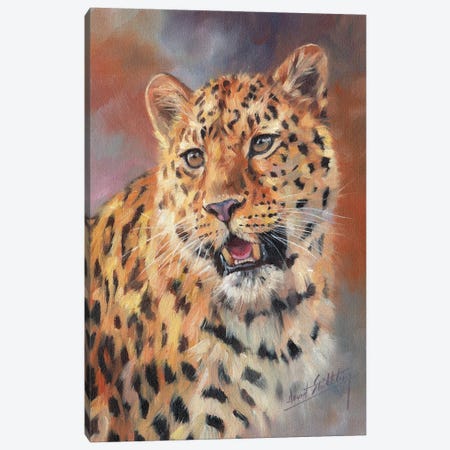 Leopard Impressions Canvas Print #STG299} by David Stribbling Canvas Wall Art