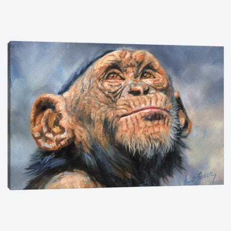 Chimp Canvas Print #STG29} by David Stribbling Canvas Wall Art