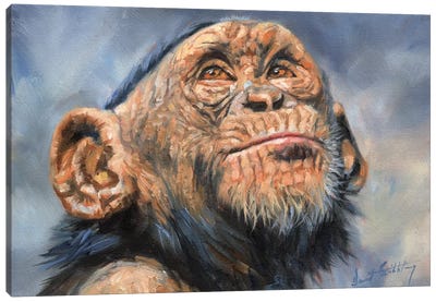 Chimp Canvas Art Print - David Stribbling