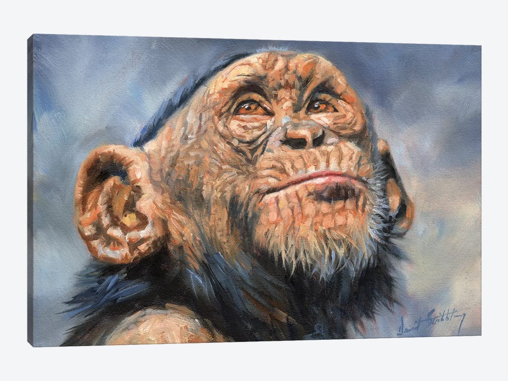 Chimp by David Stribbling 1-piece Canvas Wall Art