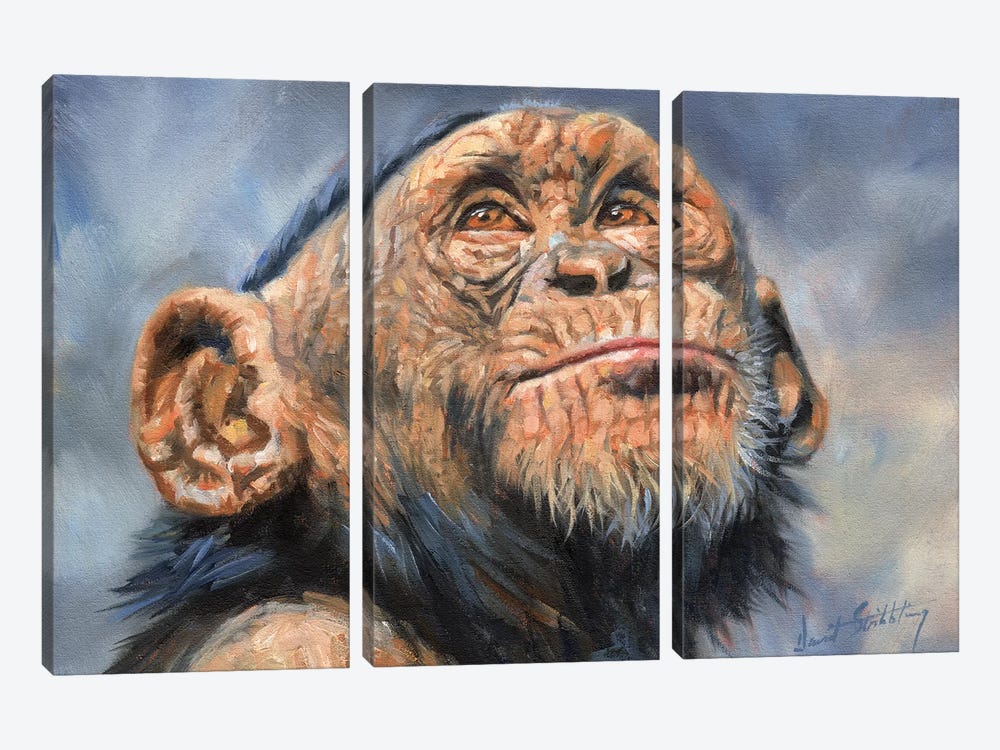 Chimp by David Stribbling 3-piece Canvas Wall Art