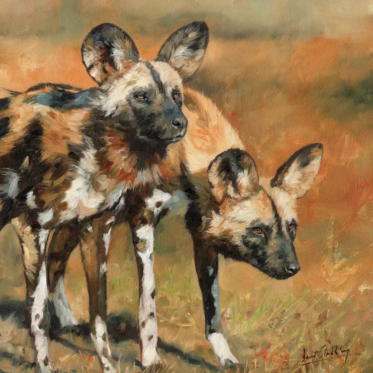 African Wild Dogs