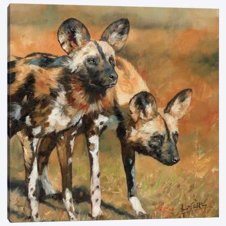 African Wild Dogs Canvas Print #STG2} by David Stribbling Canvas Print