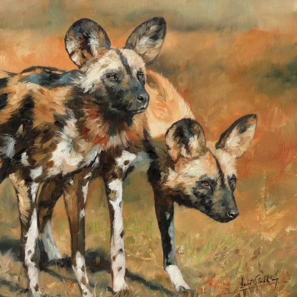 David Stribbling: African Wild Dogs by David Stribbling