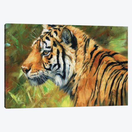 Tiger Impressions Canvas Print #STG301} by David Stribbling Canvas Artwork