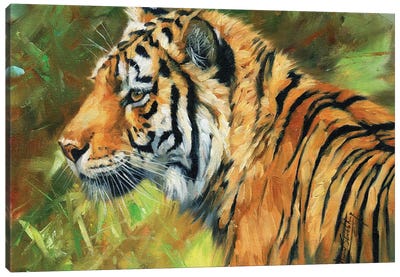 Tiger Impressions Canvas Art Print - David Stribbling