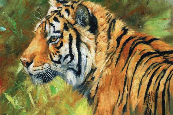 David Stribbling: Tiger Impressions by David Stribbling
