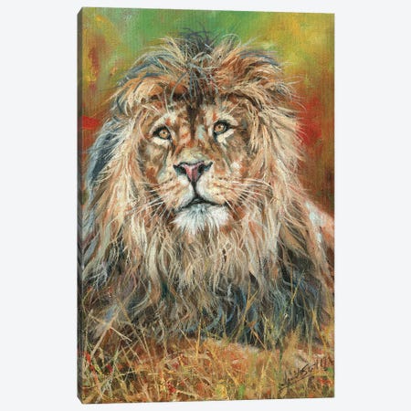 Impressions Of A Lion Canvas Print #STG303} by David Stribbling Canvas Artwork