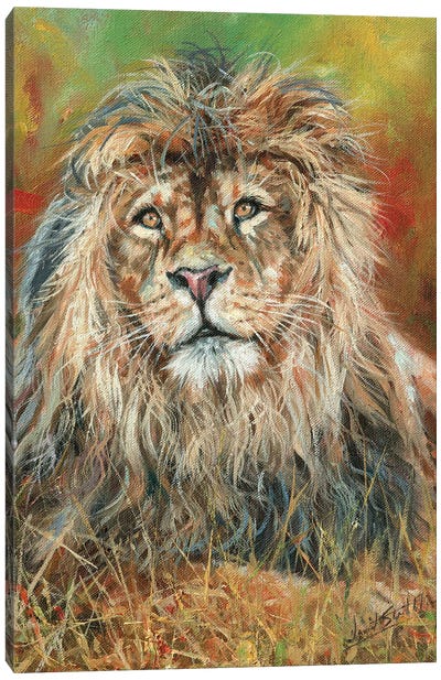 Impressions Of A Lion Canvas Art Print - David Stribbling