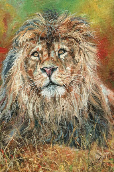 David Stribbling: Impressions Of A Lion by David Stribbling