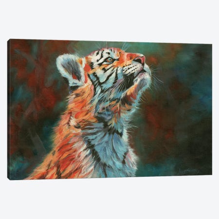 Tiger Cub. Vibrant Series Canvas Print #STG304} by David Stribbling Canvas Art Print