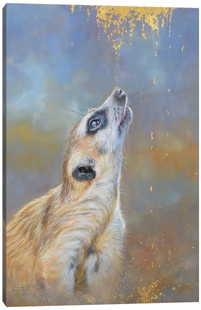 Meerkat. A Sprinkling Of Gold Canvas Art Print