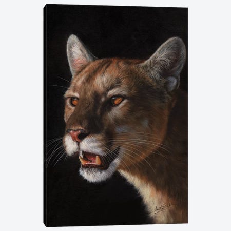 Cougar Canvas Print #STG30} by David Stribbling Canvas Art Print